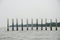 Seagulls lined up on the pole posts Located at the mouth of the Gulf