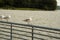 Seagulls lined up on steel railing