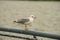 Seagulls lined up on steel railing