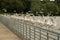 Seagulls lined up on steel railing