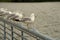 Seagulls lined up on steel railing