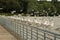 Seagulls lined up on steel railing