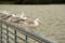 Seagulls lined up on steel railing