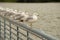 Seagulls lined up on steel railing