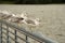 Seagulls lined up on steel railing