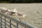 Seagulls lined up on steel railing