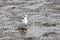 Seagulls looking for food on the beach