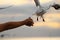 Seagulls looking food from human`s hand with sunset sky background. Selective focus and shallow depth of field.