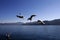 Seagulls on the lugu lake