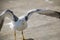 Seagulls of Madeira