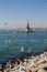 Seagulls and maidens Tower in Istanbul