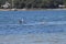 Seagulls meandering around cape cod beach