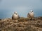 Seagulls in the Medieval Fortress Sagres, Portugal