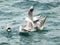 Seagulls in the Mediterranean Sea