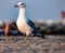 The seagulls are medium-large sized birds, with sizes ranging from 29 cm in length to 120 g in weight of the small gull, to 75 cm