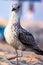 The seagulls are medium-large sized birds, with sizes ranging from 29 cm in length to 120 g in weight of the small gull, to 75 cm