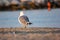 The seagulls are medium-large sized birds, with sizes ranging from 29 cm in length to 120 g in weight of the small gull, to 75 cm