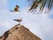 Seagulls on mexican beach