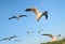 Seagulls migrate from Siberia, Mongolia, Tibet and China to Bang Pu, Samut Prakan Thailand.