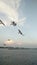 Seagulls migrate in Thailand Swallows