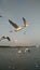 Seagulls migrate in Thailand Swallows