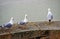 Seagulls at Mont Saint Michel in Normandy of Manche France