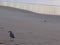 Seagulls morning walk on the beach