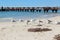Seagulls near Busselton jetty West Australia