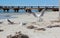 Seagulls near Busselton jetty West Australia