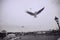 Seagulls near Charles Bridge