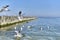 Seagulls near wooden breakwaters on the Baltic beach