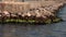 Seagulls nest on large rocks near the pier on the beach