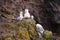 Seagulls nest on Latrabjarg cliffs, Iceland