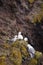 Seagulls nest on Latrabjarg cliffs, Iceland