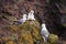 Seagulls nest on Latrabjarg cliffs,Iceland