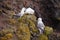 Seagulls nest on Latrabjarg cliffs, Iceland