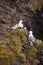 Seagulls nest on Latrabjarg cliffs, Iceland