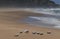 Seagulls nestle on the sands of a secluded section of the Ninety Mile beach in Victoria
