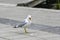 seagulls in Orebro city center making noise