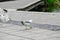 seagulls in Orebro city center making noise