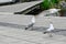 seagulls in Orebro city center making noise