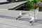 seagulls in Orebro city center making noise