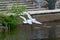 seagulls in Orebro city center making noise