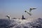 Seagulls over Bosporus