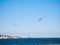 Seagulls Over Sandy Hook Bay