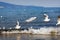 Seagulls over the sea waves