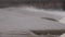 Seagulls over spring high water and river threshold