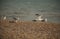 Seagulls and pebbles - Brighton beach in summer.