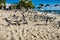 Seagulls and Pelicans flying on the beach.