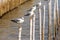 Seagulls perch on the bamboo